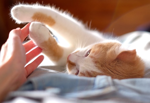 About Noah's Ark Animal Hospital & Bird Clinic