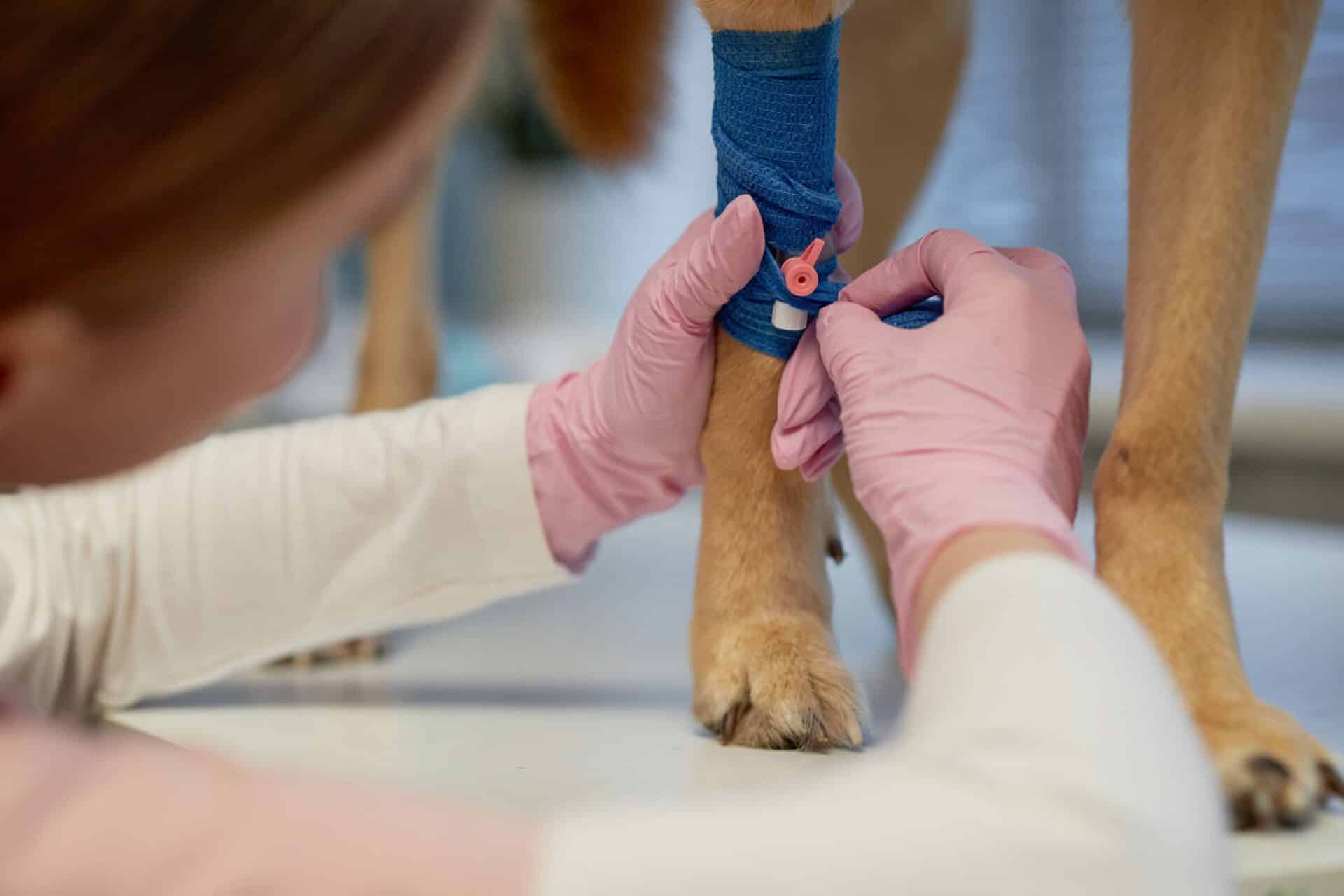 Daytime Emergency Care