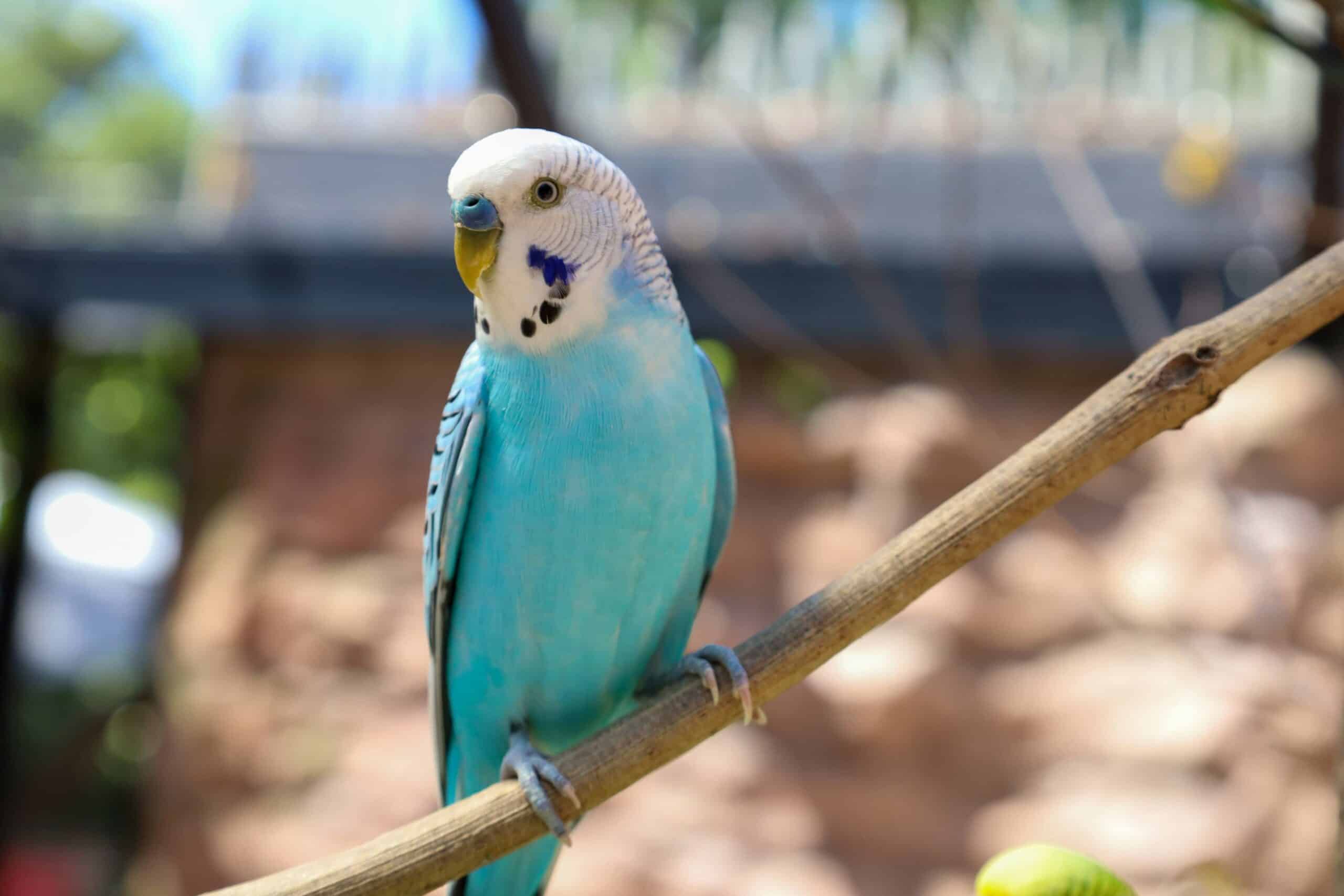 Exotic Pocket Pet Veterinary Care in Columbia, MO