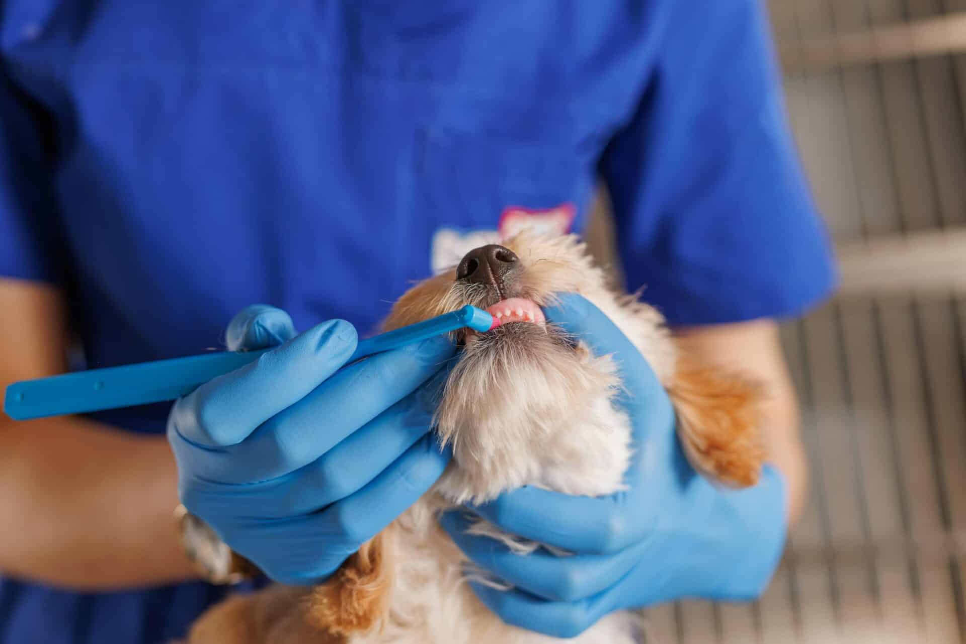 Keep Your Pet’s Smile Healthy — Without Breaking the Bank