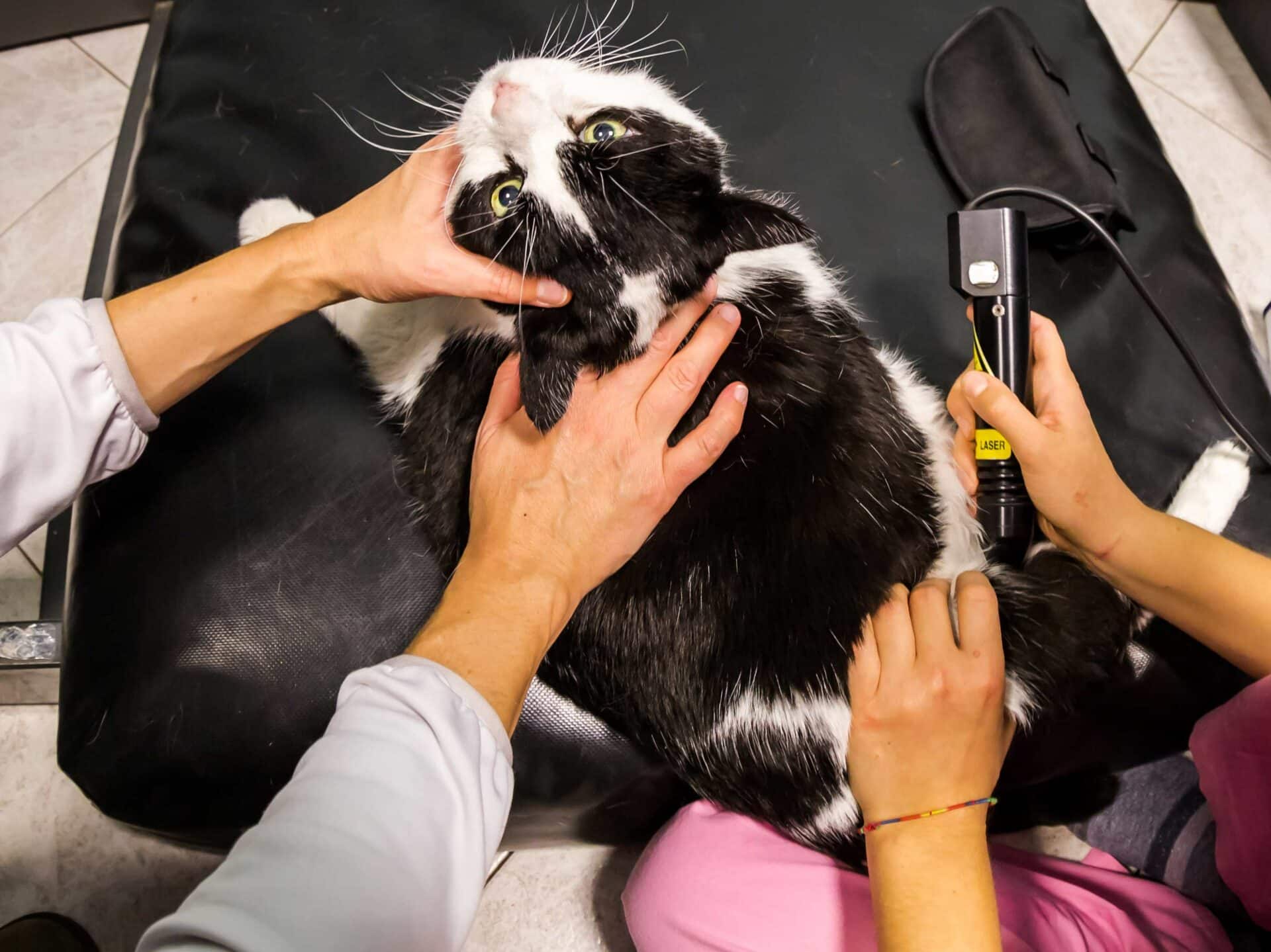 Laser Therapy & Pet Rehabilitation