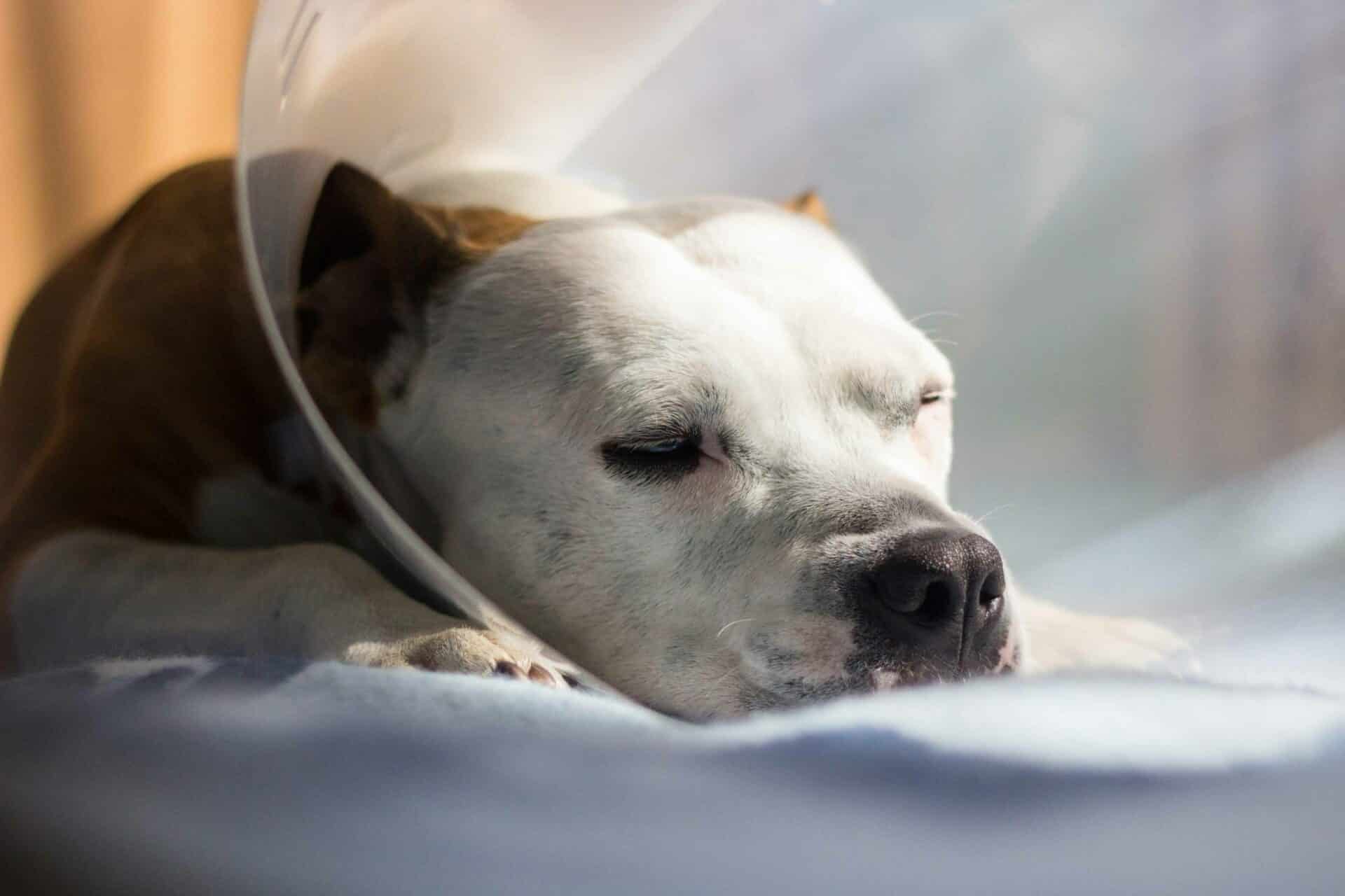 Our Surgical Process: Keeping Your Pet Safe and Comfortable