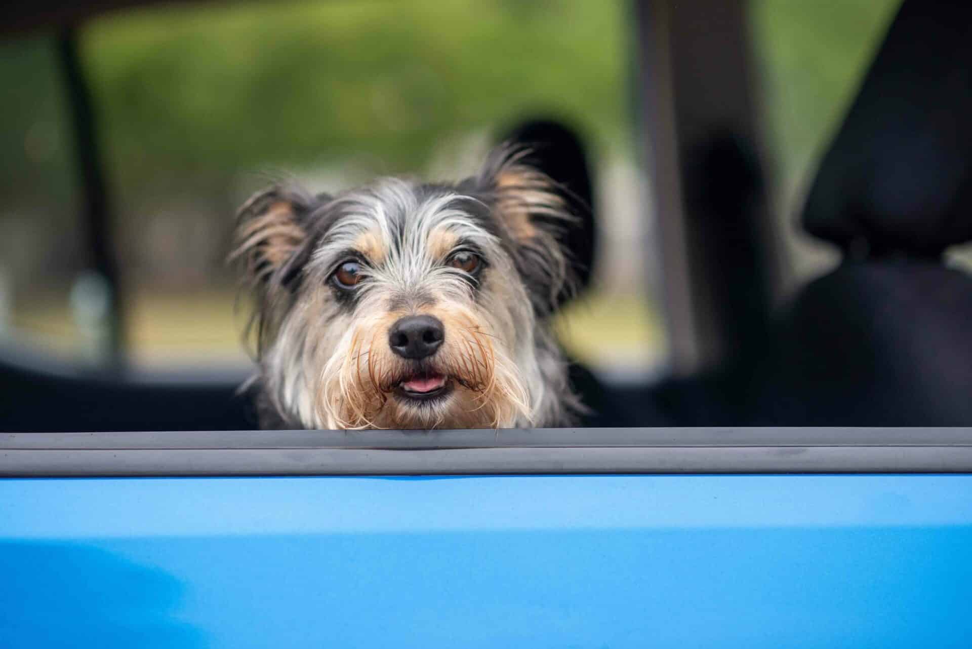 Road Trip Ready: How to Travel Safely with Your Pet This Summer