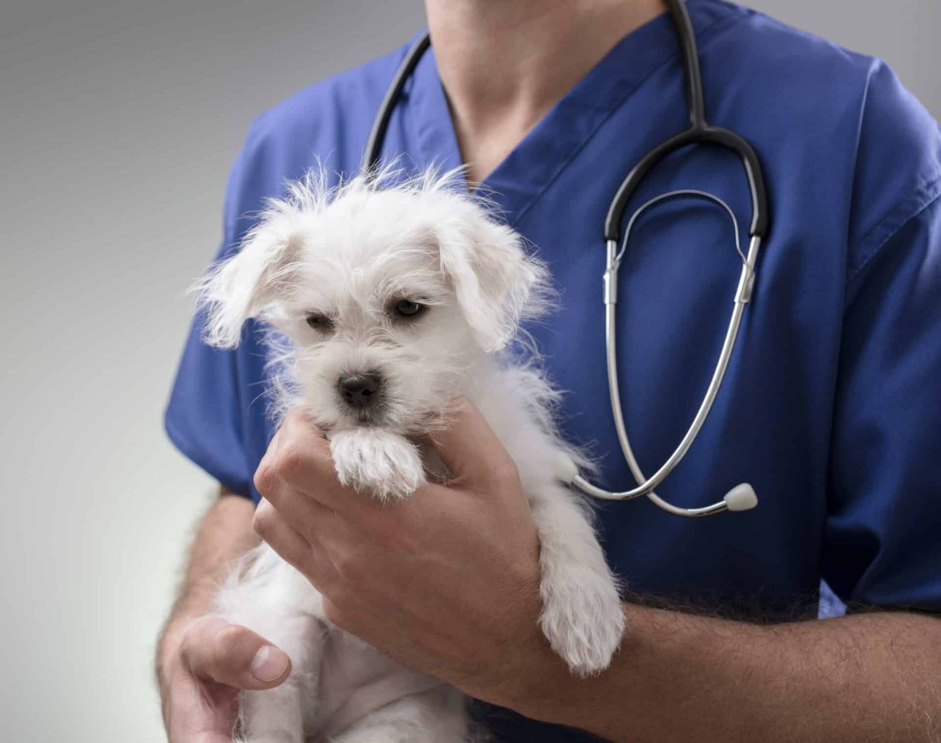 When Your Pet Needs Surgery, Trust the Best | Call Us Today!