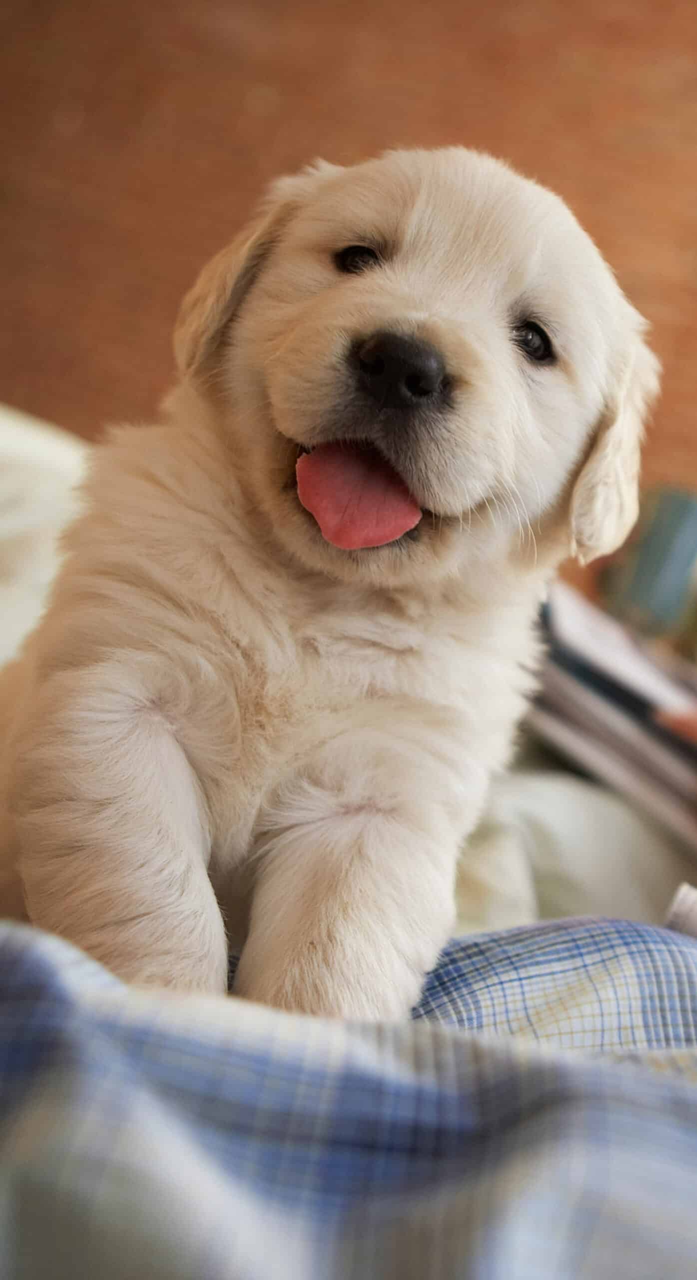 Why Choose Noah’s Ark Animal Hospital & Bird Clinic